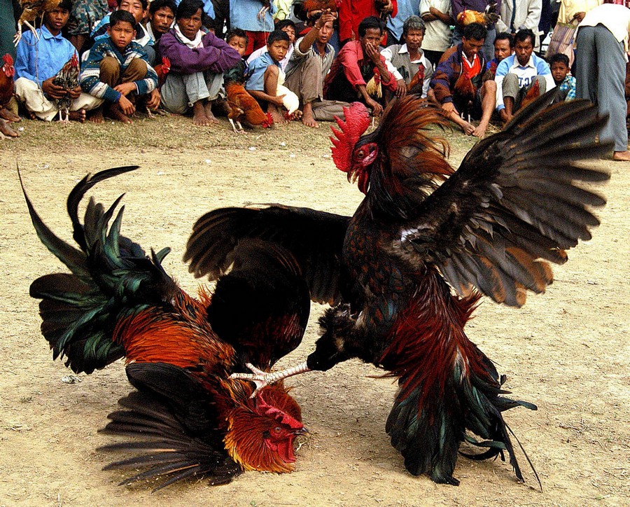 Tuyển Chọn Giống Gà Cựa Sắt (Chọn Phôi)