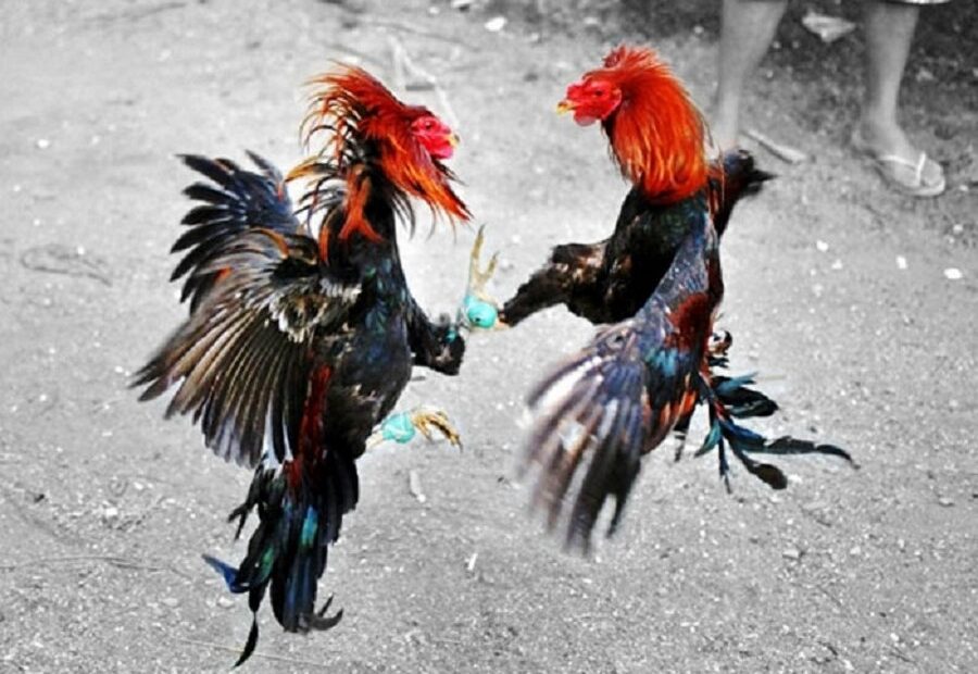 Luyện Tập & "Ra Trường" (Luyện Công)