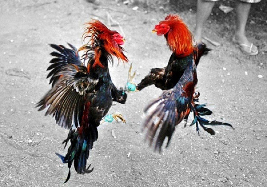 Luyện Tập & "Ra Trường" (Luyện Công)