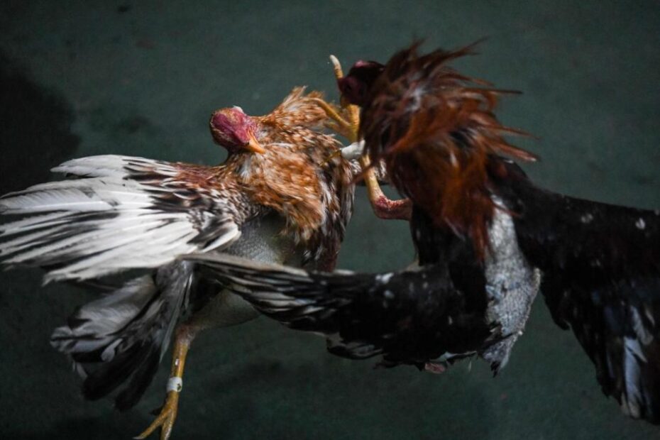 Chế Độ Dinh Dưỡng "Siết" Gà (Ăn Uống Đúng Bữa)