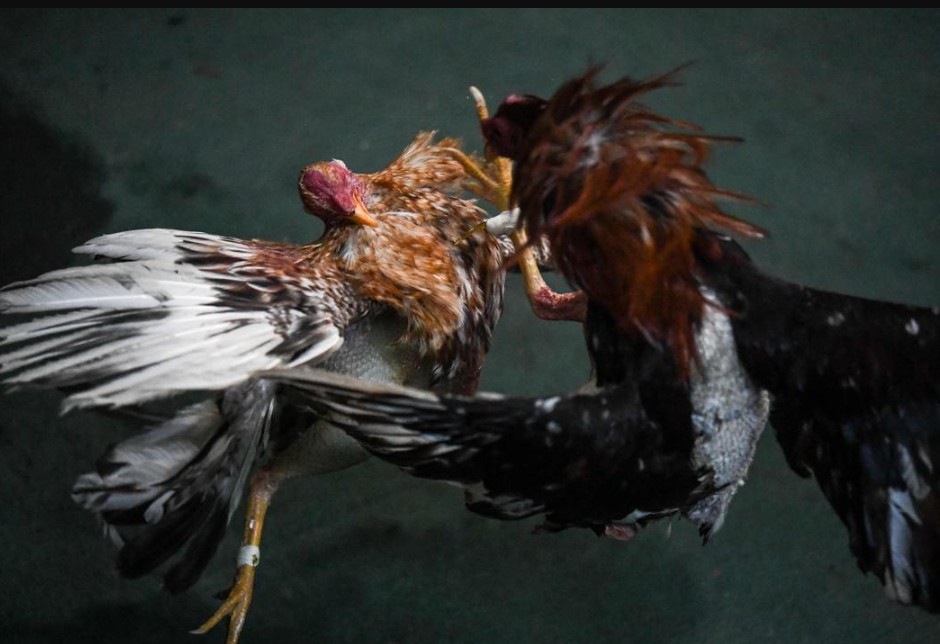 Chế Độ Dinh Dưỡng "Siết" Gà (Ăn Uống Đúng Bữa)