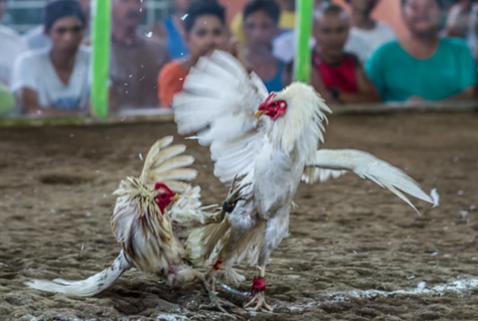 Cách nuôi gà chọi 6 tháng tuổi: Giai Đoạn "Vàng" Nhưng Cũng "Mong Manh" Nhất