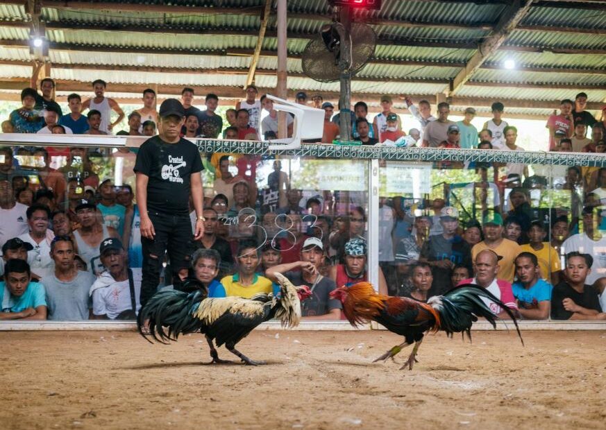 Dấu Hiệu Nhận Biết Gà Đã "Tới Sung"