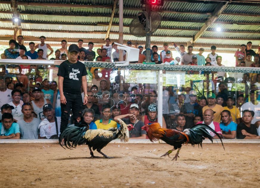 Dấu Hiệu Nhận Biết Gà Đã "Tới Sung"