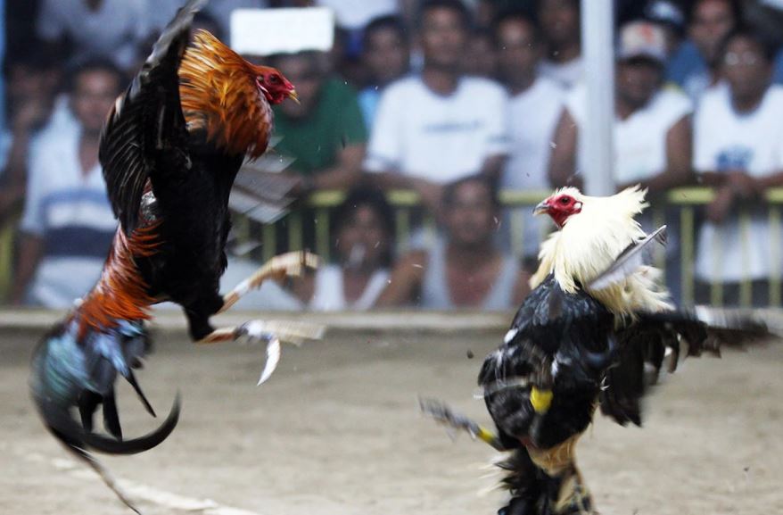 Luyện Thần Kinh (Thép): Vấn Đề Cốt Lõi Của Gà Tơ