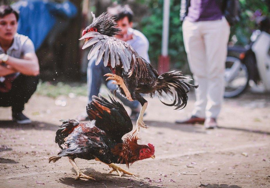 Luyện Tập Xây Dựng Nền Tảng (Cách Nuôi Gà Chọi 6 Tháng Tuổi)