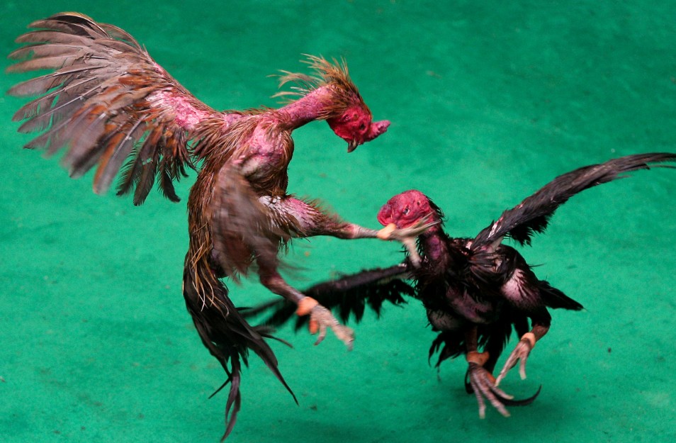 Bí Quyết Chăm Sóc Đặc Biệt (Vô Nghệ & Tắm Thuốc)