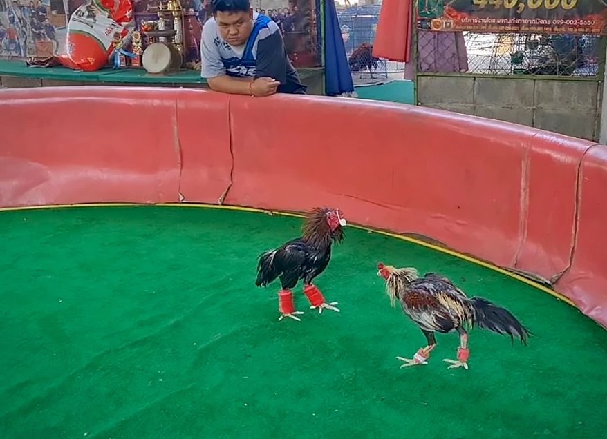 Luyện Tập Thể Lực (Kích Hoạt Bản Năng)