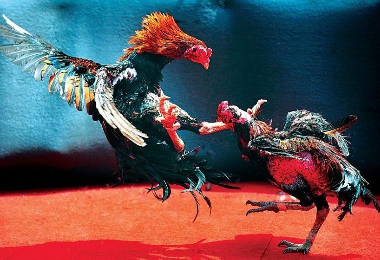 Hiểu Đúng Nuôi Gà Tre Đá Mau Sung