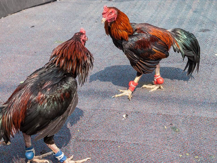 Tại Sao xem vảy gà tốt xấu Lại Quan Trọng?