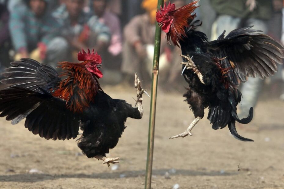 Cảnh Báo: Các Loại Vảy Gà XẤU (Tuyệt Đối Không Nuôi)