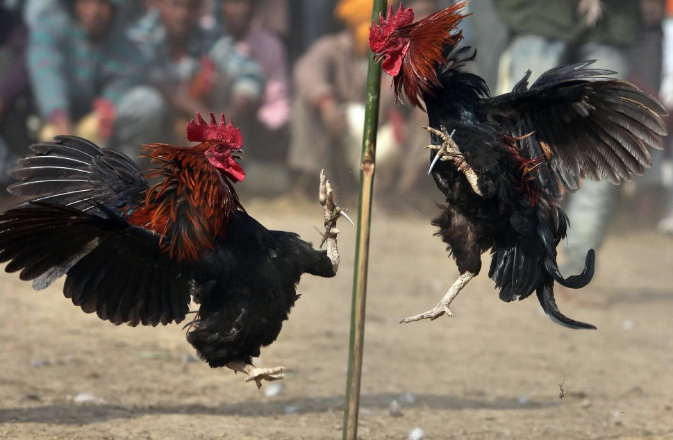 Giai Đoạn Nước Rút: Chuẩn Bị "Ra Trường"