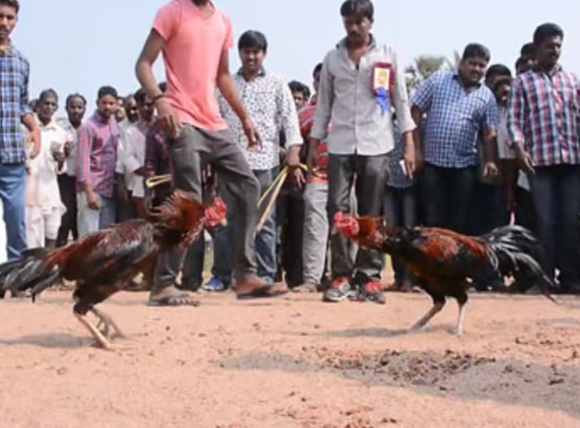 Quy Trình Luyện Tập Tăng Thể Lực Cho Gà Nòi