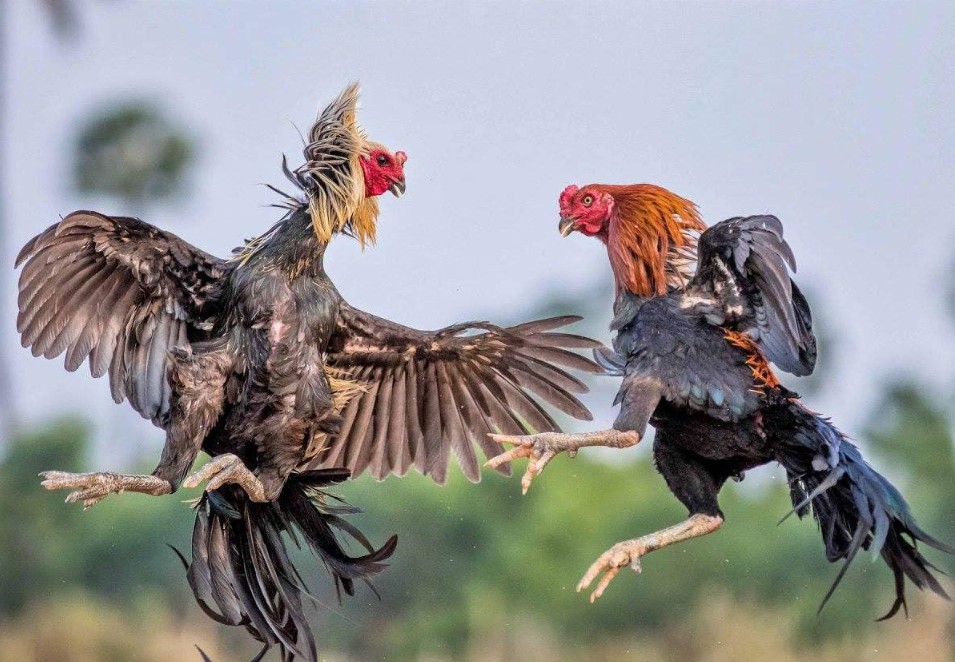 Tầm Quan Trọng Của Nuôi Gà Trước Khi Ra Độ