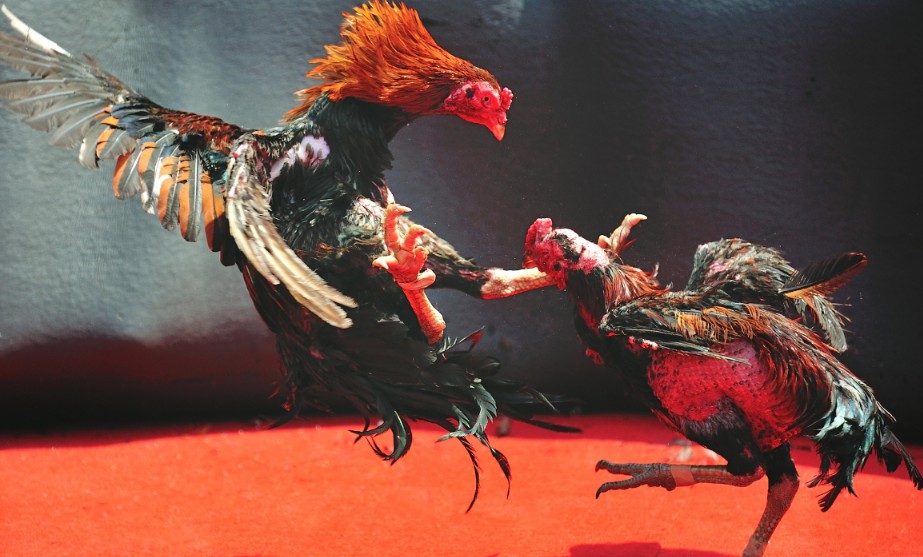 Lời Khuyên Từ Tạ Anh: Sai Lầm Chết Người Cần Tránh