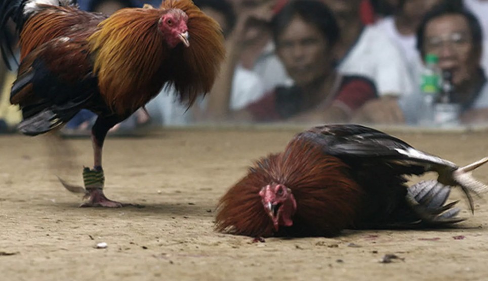 7 Bài Tập Vàng Giúp Gà Đá Chân Mạnh & Sung Sức