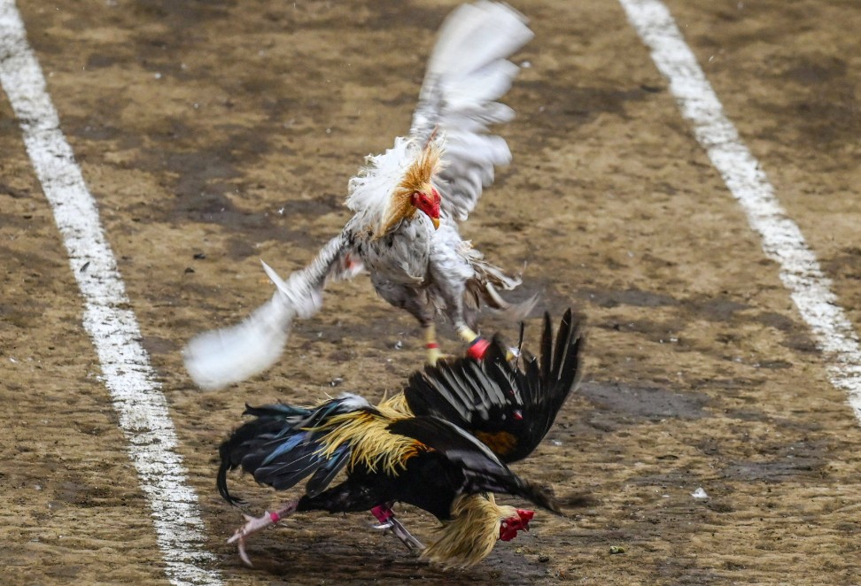 Dinh Dưỡng "Đúc Cơ": Cho Gà Ăn Gì Để Tăng Lực Đá?