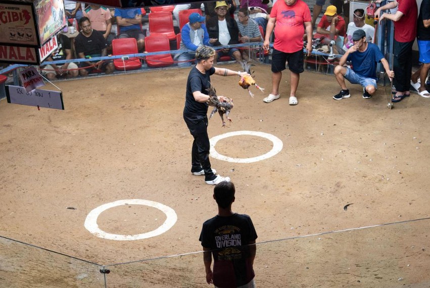 Nuôi gà đá chân mạnh: Đừng Bỏ Qua Nền Tảng "Giống"