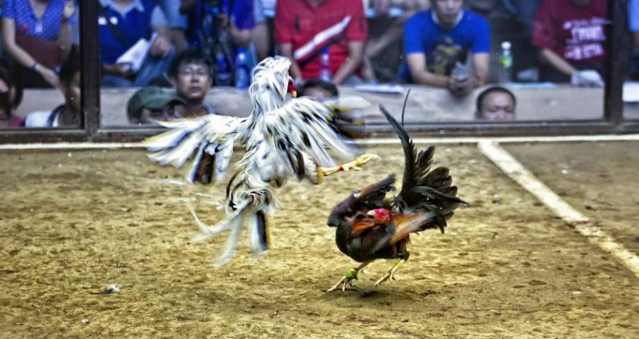 Giải Quyết Vấn Đề Nâng Cao & Lời Khuyên Chuyên Gia