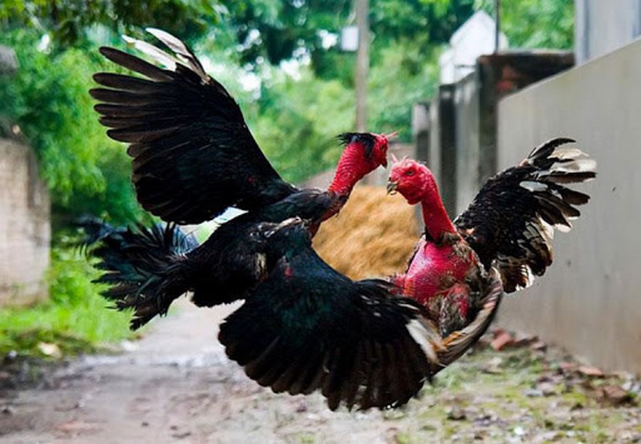 Lời Khuyên Chuyên Gia Từ Bj38: Tâm Lý Chiến Kê