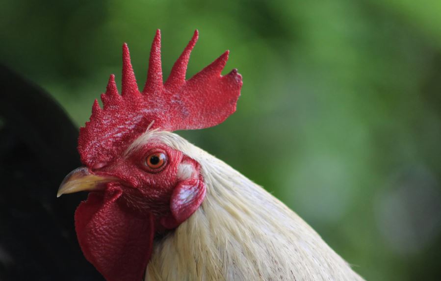 Tại Sao Việc Phòng Bệnh Cho Gà Lại Quan Trọng Hơn Chữa Bệnh?