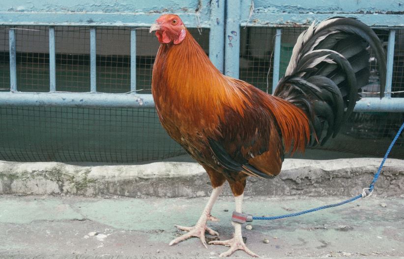 Kiến Thức Nền Tảng: Chọn Giống Tốt Ngay Từ Đầu