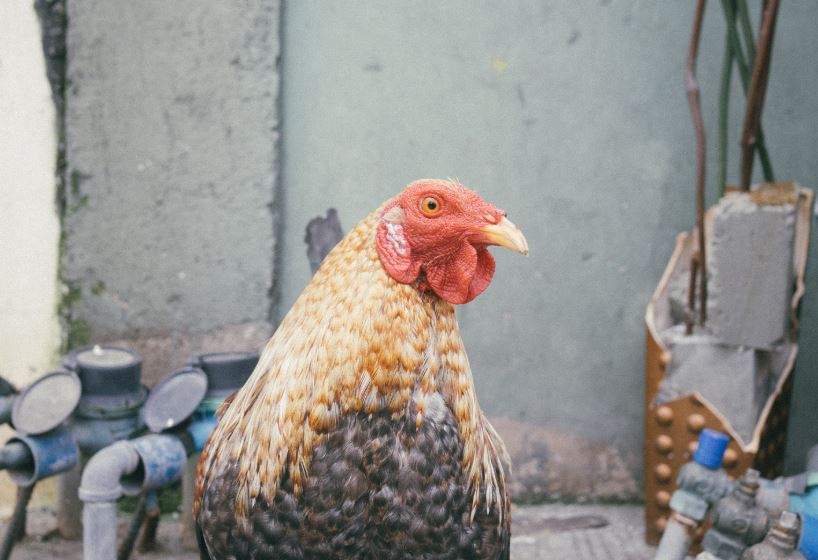 Cách Nuôi Gà Không Bị Bệnh - Hướng Dẫn Chi Tiết Từ A-Z