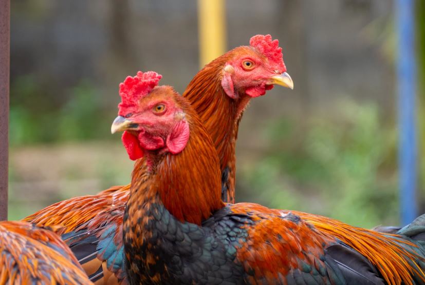 Chọi Ở Đâu Hay Nhất, Top 3 vùng miền nổi tiếng