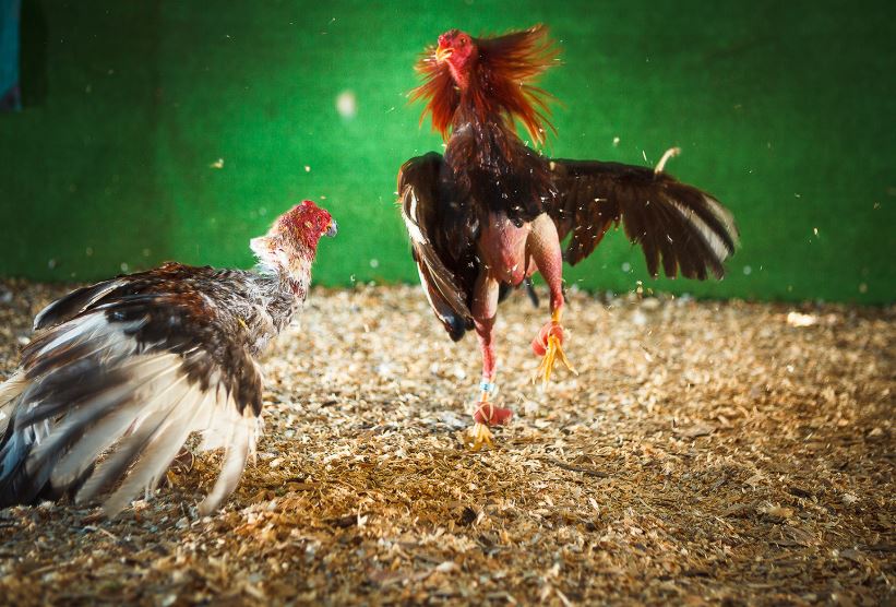 Lời Khuyên Cốt Lõi Từ trang chủ Bj38