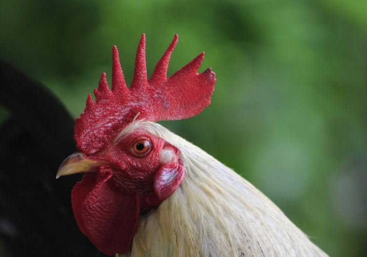 Tại Sao Việc Chữa "Om Đòn" Lại Quan Trọng Sống Còn?