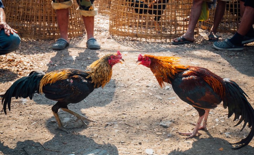 Hướng Dẫn Chi Tiết Cách Chữa Gà Bị Om Đòn