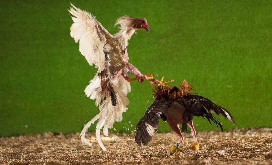 Những Sai Lầm "Chết Người" Cần Tránh Khi Chăm Sóc Gà Sau Đá