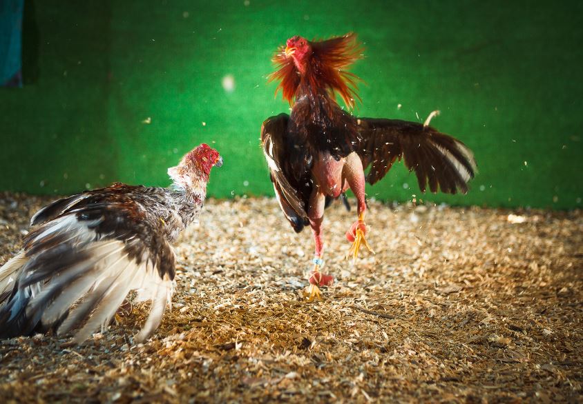 Cách Chữa Gà Bị Om Đòn: Bí Quyết Phục Hồi Thần Tốc Sau Trận Chiến