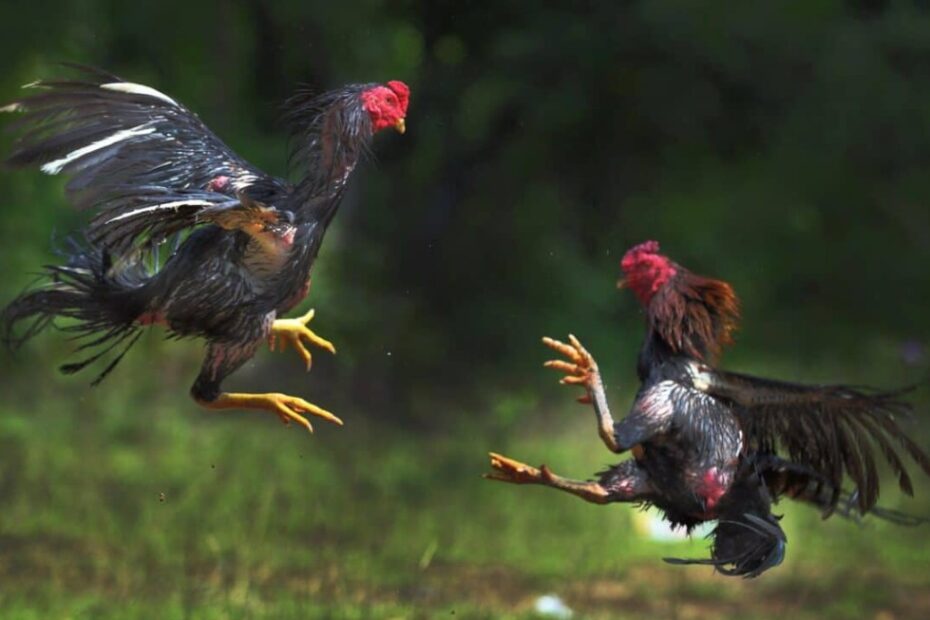 Bí Mật Giúp Gà Chọi Tăng Cân Thần Tốc: Chiến Kê Săn Chắc, Không Tích Mỡ Thừa