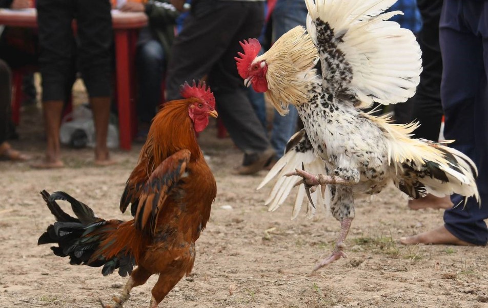 Chế Độ Chăm Sóc Và Luyện Tập: Biến Dinh Dưỡng Thành Sức Mạnh