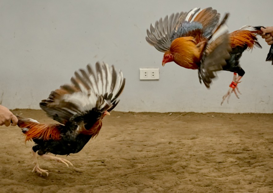 Làm Thế Nào Để Gà Chọi Tăng Cân? - Hướng Dẫn Chi Tiết Từ A-Z