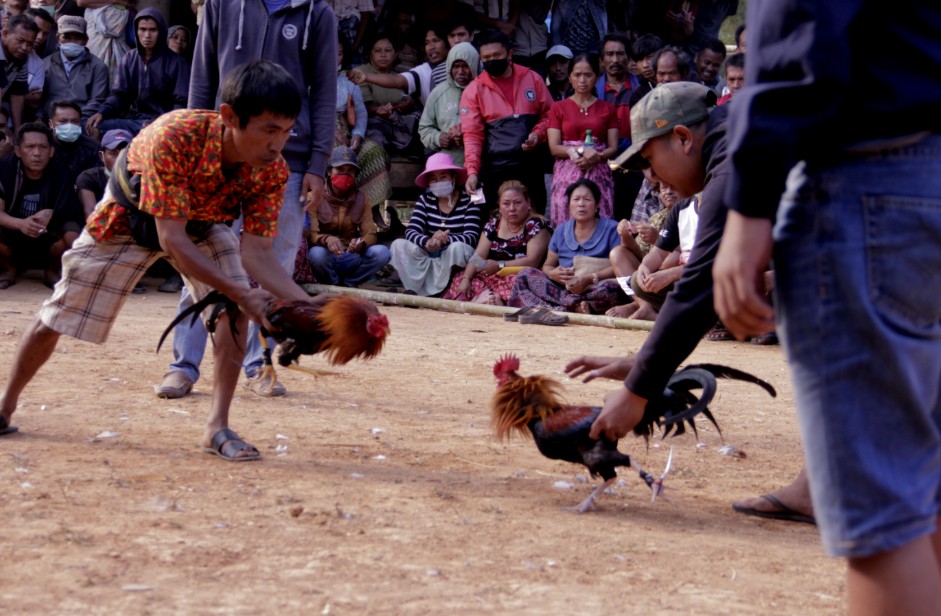 Tại Sao Việc Kiểm Soát Cân Nặng Của Gà Chọi Lại Quan Trọng?
