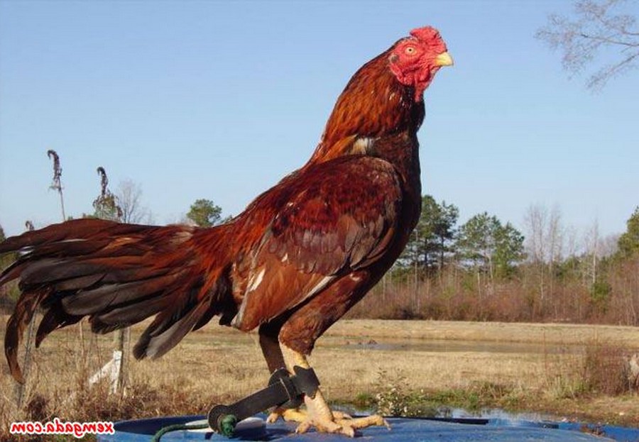 Tại Sao Cân Nặng Và Thể Trạng Lại Quan Trọng?