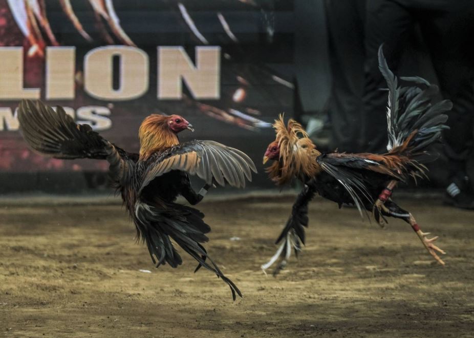 Bí Quyết Xem Chân Vảy (Áp Dụng Kiến Thức Gà Nòi)