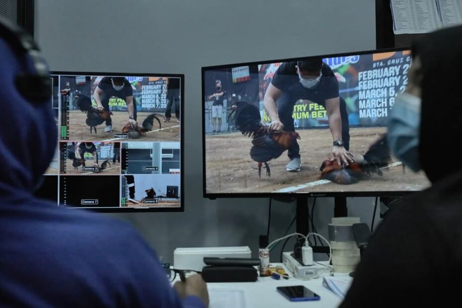 Cách Đá Gà Trên Mạng: Kết Hợp Tuyệt Kỹ "Kinh Kê" Và Công Nghệ 4.0