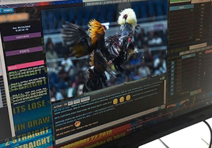 Cách Đá Gà Trên Mạng: Hướng Dẫn Chọn "Chiến Kê" Qua Màn Hình