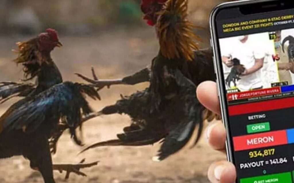 Tại Sao Quy Trình nuôi gà trước khi ra độ Lại Quan Trọng