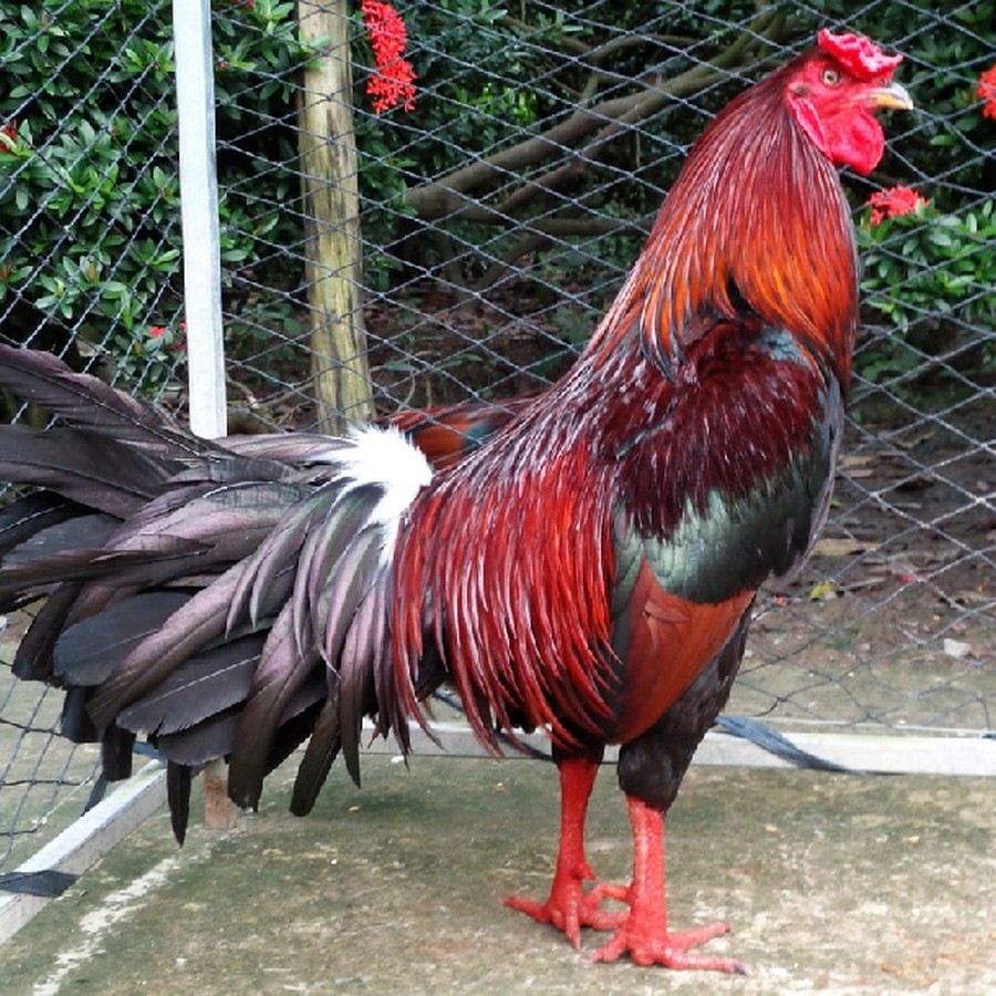 Giải Quyết Vấn Đề Nâng Cao & Lời Khuyên Chuyên Gia