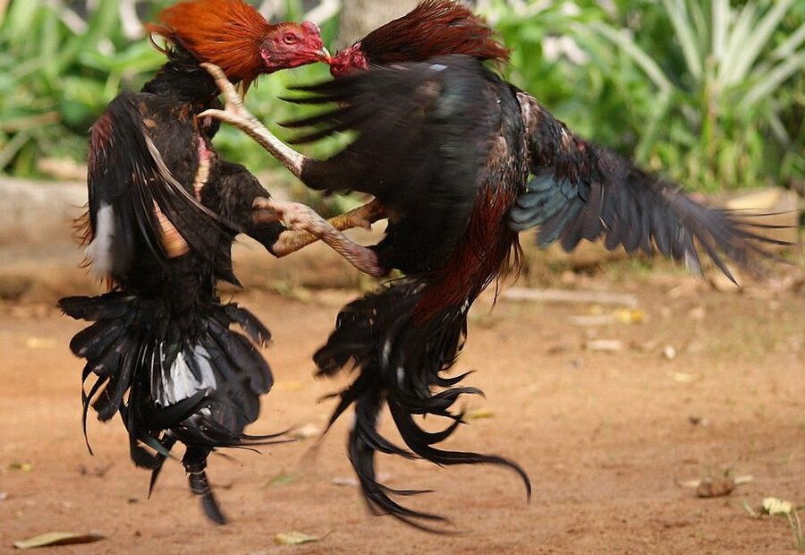 Bí Mật Nuôi Gà Chọi Tăng Cân: Chiến Lược "Săn Chắc" Chứ Không "Tích Mỡ" Cho Chiến Kê