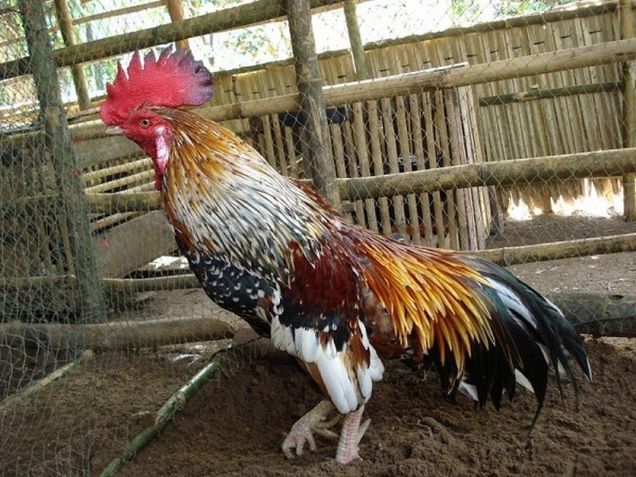 Cách Giảm Cân Cho Gà Chọi: Quy Trình Chi Tiết Từ A-Z