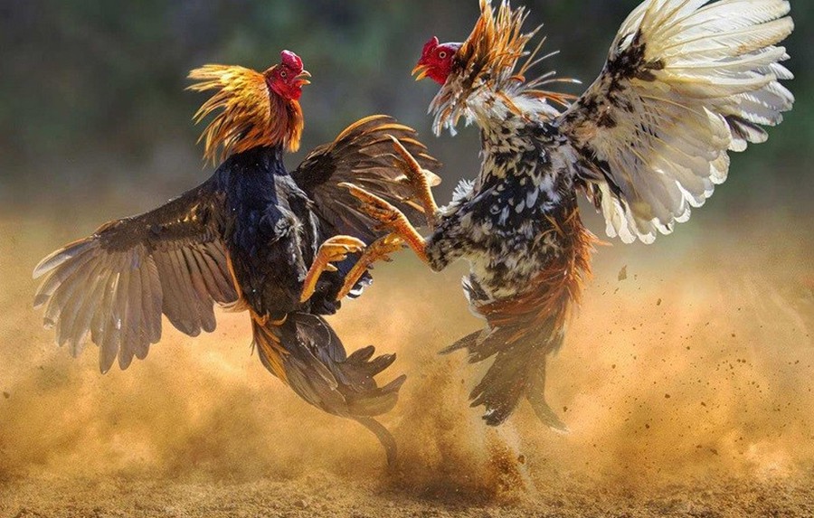 Giải Quyết Vấn Đề Nâng Cao & Lời Khuyên