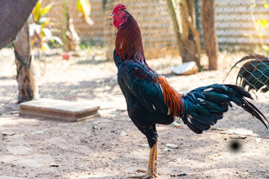 Tại Sao Việc Làm Săn Chắc Da Gà Lại Quan Trọng?