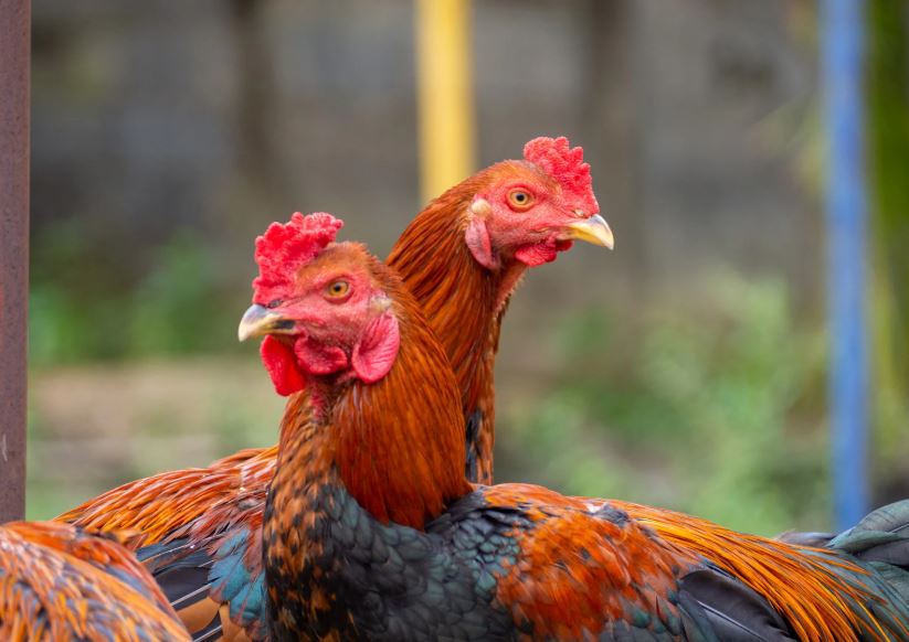 Cách Vào Nghệ Cho Gà Chọi - Hướng Dẫn Chi Tiết Từ A-Z