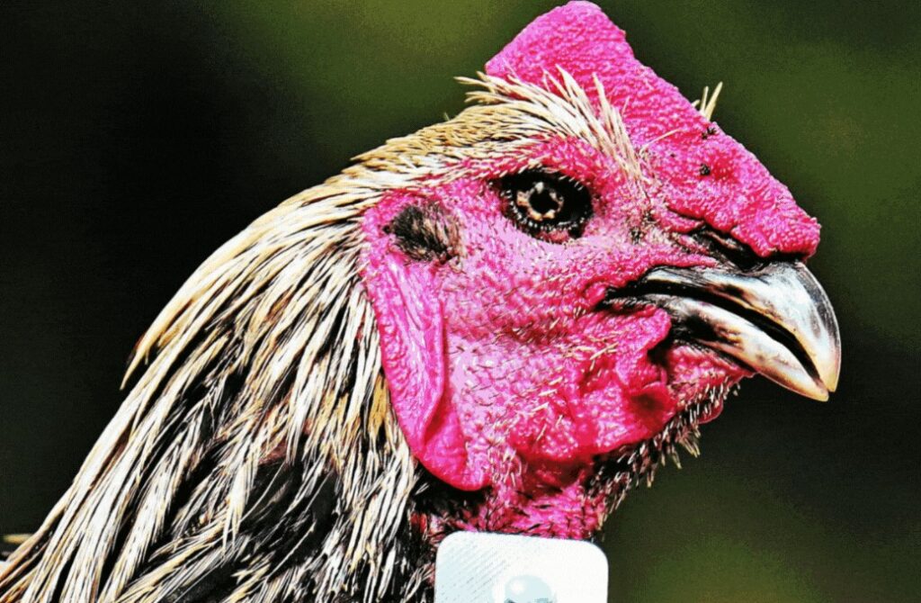 [TẠI SAO GÀ CHỌI KHÔNG ĐÁ] - Phân Tích Chi Tiết & Hướng Dẫn Khắc Phục