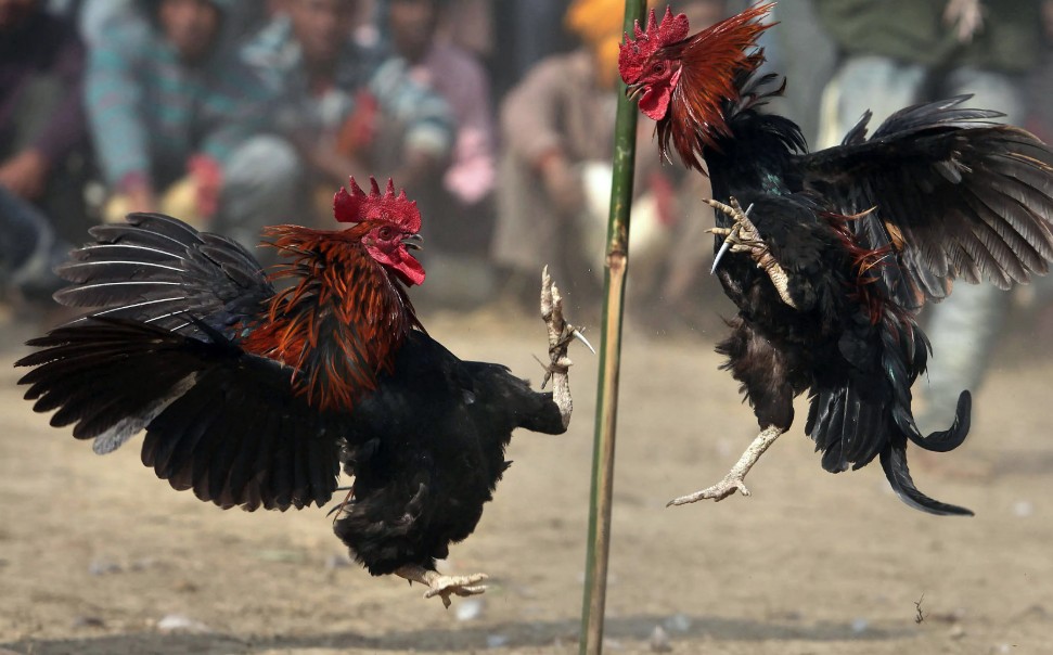 Nguyên Nhân 3: Yếu Tố "Thiên Thời" (Kê Kinh)